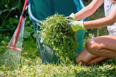 Grass Clippings Disposal