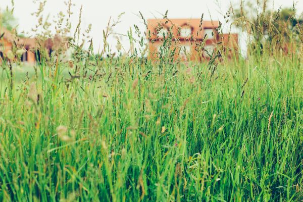 Cost of Tall Grass Cutting in Elmhurst