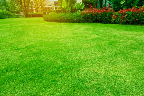 Cost of Grass Maintenance in Elmhurst