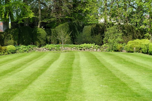 Cost of Grass Care Service in Elmhurst