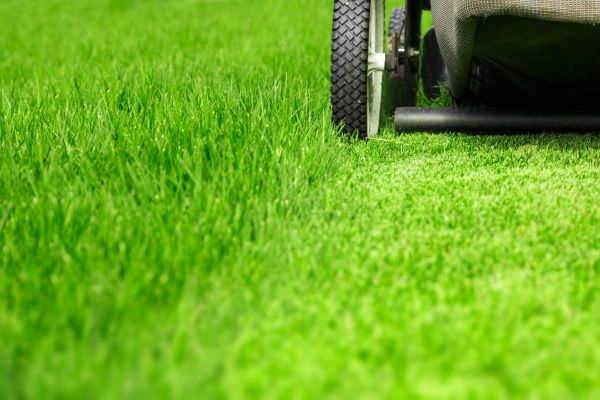 Cost of Weekly Lawn Care in Elmhurst
