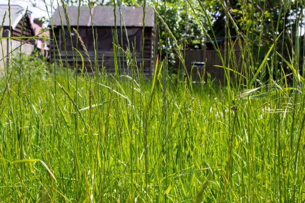 Cost of Overgrown Lawn Trimming in Elmhurst
