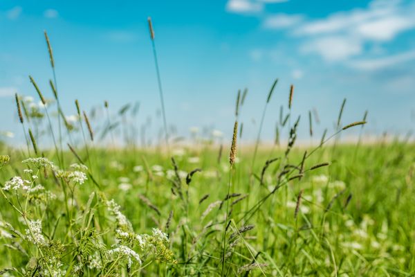 Cost of High Grass Trimming in Elmhurst